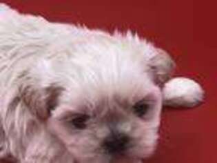 Mutt Puppy for sale in Johnston City, IL, USA