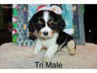 Cavalier King Charles Spaniel Puppy for sale in Greenville, MI, USA
