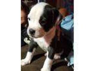 American Bulldog Puppy for sale in Pen Argyl, PA, USA
