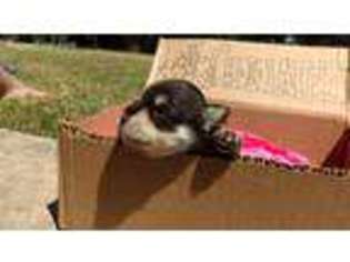 Mutt Puppy for sale in Elk Grove, CA, USA