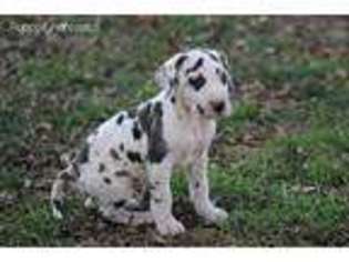 Great Dane Puppy for sale in Springfield, MO, USA