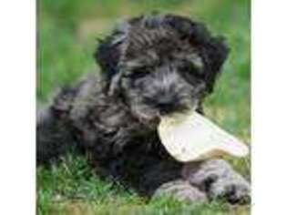 Mutt Puppy for sale in Kernville, CA, USA