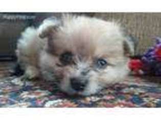 Pomeranian Puppy for sale in Murphy, NC, USA