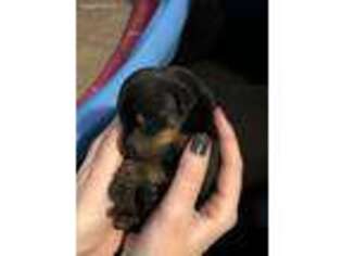 Doberman Pinscher Puppy for sale in Fairport, NY, USA