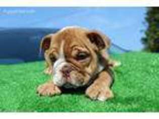 Bulldog Puppy for sale in Deltona, FL, USA