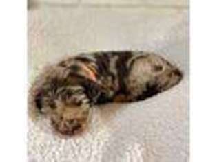 Labradoodle Puppy for sale in Sumter, SC, USA