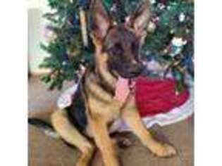 German Shepherd Dog Puppy for sale in Washington Court House, OH, USA