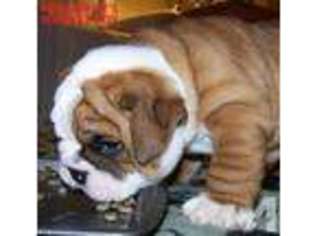 Bulldog Puppy for sale in RIALTO, CA, USA