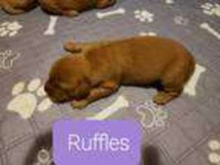 Golden Retriever Puppy for sale in Augusta, GA, USA