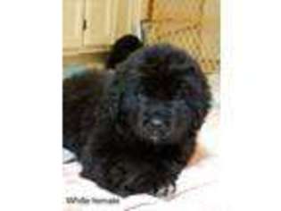 Newfoundland Puppy for sale in Cisco, TX, USA
