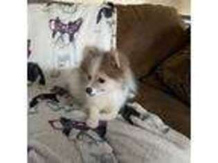 Pomeranian Puppy for sale in Clover, SC, USA