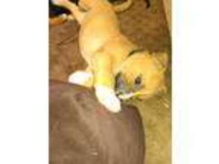 American Bandogge Puppy for sale in Ellensburg, WA, USA