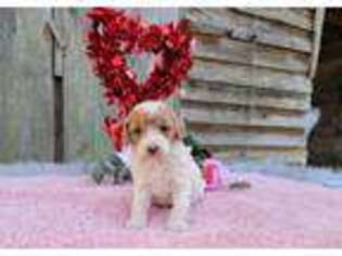 Goldendoodle Puppy for sale in Hamptonville, NC, USA