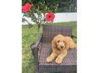Goldendoodle Puppy for sale in Nantucket, MA, USA
