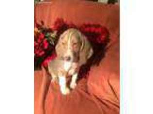 Beagle Puppy for sale in Clarksville, TX, USA