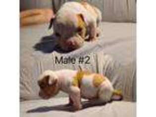 American Bulldog Puppy for sale in Georgetown, KY, USA