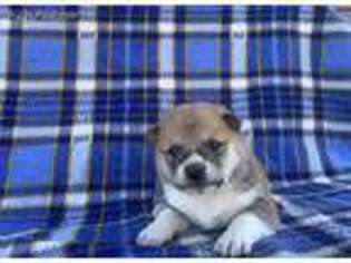 Shiba Inu Puppy for sale in Plummer, ID, USA