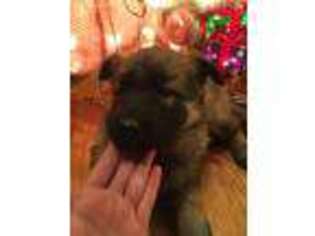 German Shepherd Dog Puppy for sale in Coal City, WV, USA