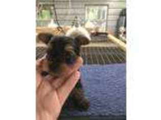 Yorkshire Terrier Puppy for sale in Summit, MS, USA