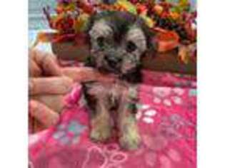 Maltese Puppy for sale in Ware, MA, USA