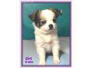 Chihuahua Puppy for sale in Pelham, NC, USA