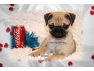 Pug Puppy for sale in Mission, TX, USA