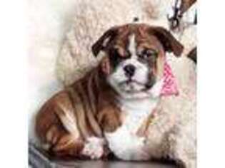 Bulldog Puppy for sale in Holmesville, OH, USA