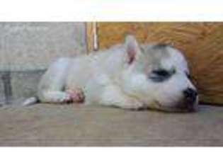 Siberian Husky Puppy for sale in Sun City, CA, USA