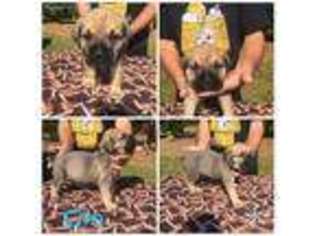 Cane Corso Puppy for sale in Anderson, SC, USA