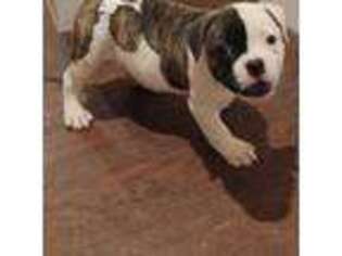 American Bulldog Puppy for sale in Pikesville, MD, USA
