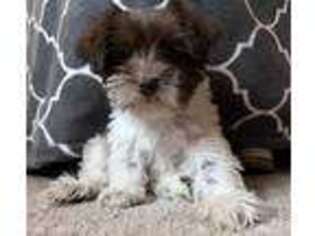 Mutt Puppy for sale in Williamsburg, VA, USA