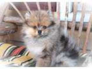 Pomeranian Puppy for sale in WALKERSVILLE, MD, USA