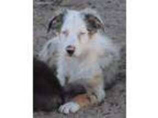 Australian Shepherd Puppy for sale in Dunnellon, FL, USA