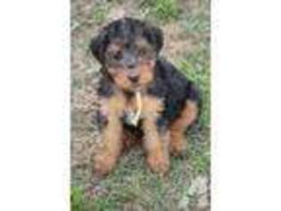 Welsh Terrier Puppy for sale in CORCORAN, CA, USA
