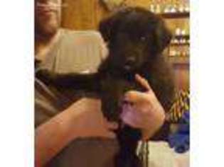 Mutt Puppy for sale in Okmulgee, OK, USA