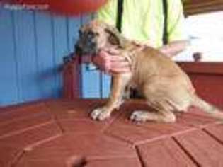 Great Dane Puppy for sale in Blue Creek, OH, USA
