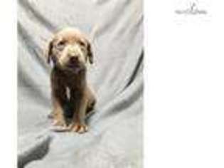 Labrador Retriever Puppy for sale in Kansas City, MO, USA