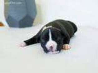 American Staffordshire Terrier Puppy for sale in Springfield, IL, USA