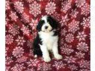 Bearded Collie Puppy for sale in Peru, IL, USA