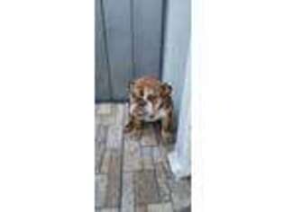 Bulldog Puppy for sale in Longwood, FL, USA
