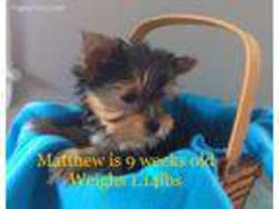 Yorkshire Terrier Puppy for sale in Elizabethtown, PA, USA