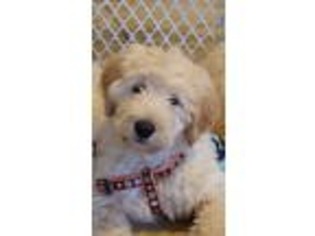 Goldendoodle Puppy for sale in Tomball, TX, USA