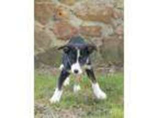 Border Collie Puppy for sale in Purdy, MO, USA