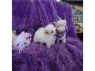 Pomeranian Puppy for sale in Vernon, FL, USA