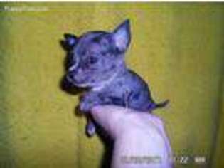 Chihuahua Puppy for sale in Cleveland, OH, USA