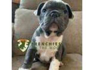 French Bulldog Puppy for sale in Fremont, WI, USA