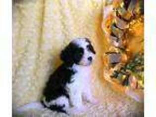 Cavapoo Puppy for sale in Taylor, AR, USA