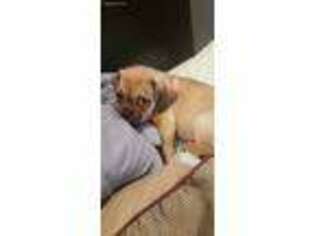 Puggle Puppy for sale in Aurora, CO, USA