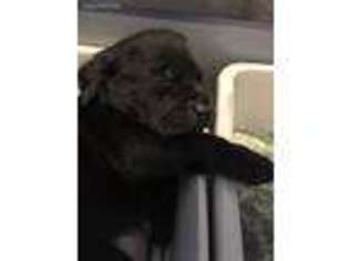 Labrador Retriever Puppy for sale in Texarkana, TX, USA