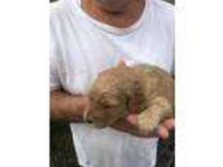 Goldendoodle Puppy for sale in Springfield, KY, USA